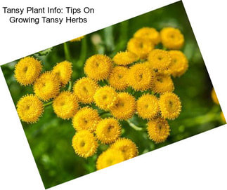 Tansy Plant Info: Tips On Growing Tansy Herbs