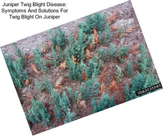 Juniper Twig Blight Disease: Symptoms And Solutions For Twig Blight On Juniper