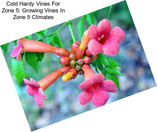 Cold Hardy Vines For Zone 5: Growing Vines In Zone 5 Climates