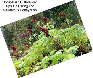 Honeybush Cultivation: Tips On Caring For Melianthus Honeybush