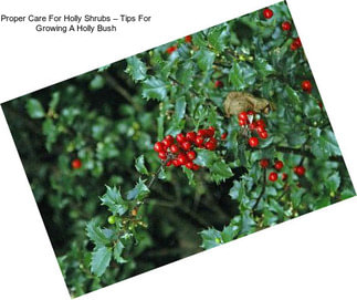 Proper Care For Holly Shrubs – Tips For Growing A Holly Bush