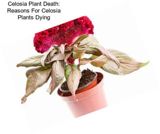 Celosia Plant Death: Reasons For Celosia Plants Dying