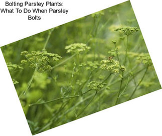 Bolting Parsley Plants: What To Do When Parsley Bolts
