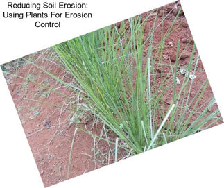 Reducing Soil Erosion: Using Plants For Erosion Control