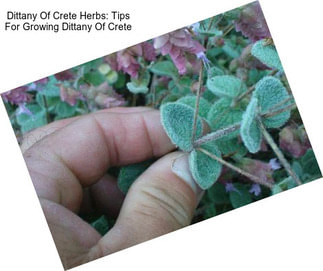 Dittany Of Crete Herbs: Tips For Growing Dittany Of Crete