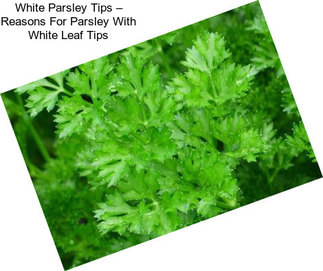 White Parsley Tips – Reasons For Parsley With White Leaf Tips