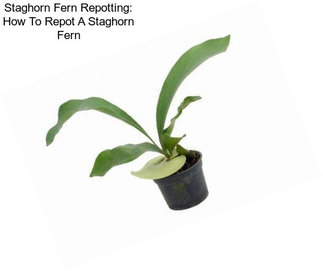 Staghorn Fern Repotting: How To Repot A Staghorn Fern