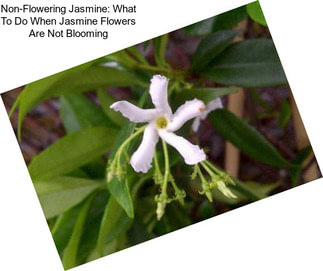 Non-Flowering Jasmine: What To Do When Jasmine Flowers Are Not Blooming