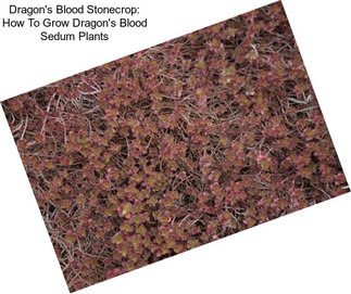 Dragon\'s Blood Stonecrop: How To Grow Dragon\'s Blood Sedum Plants