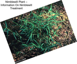 Nimblewill Plant – Information On Nimblewill Treatment