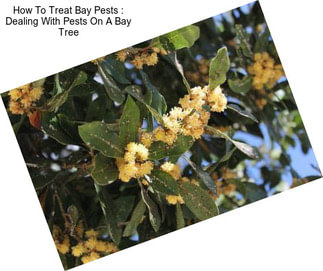 How To Treat Bay Pests : Dealing With Pests On A Bay Tree