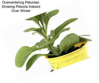 Overwintering Petunias: Growing Petunia Indoors Over Winter