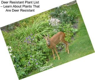 Deer Resistant Plant List – Learn About Plants That Are Deer Resistant