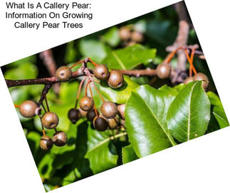 What Is A Callery Pear: Information On Growing Callery Pear Trees