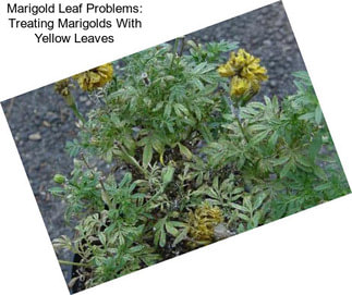 Marigold Leaf Problems: Treating Marigolds With Yellow Leaves