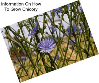 Information On How To Grow Chicory