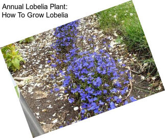 Annual Lobelia Plant: How To Grow Lobelia