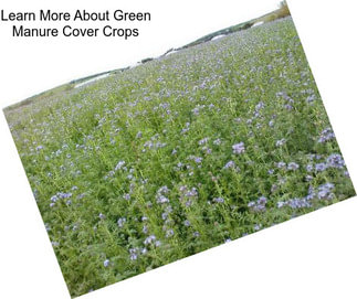 Learn More About Green Manure Cover Crops