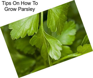 Tips On How To Grow Parsley