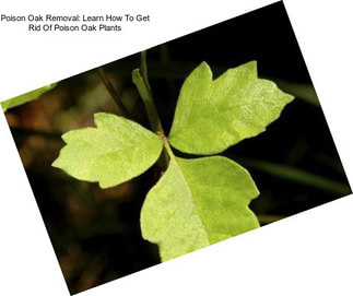 Poison Oak Removal: Learn How To Get Rid Of Poison Oak Plants