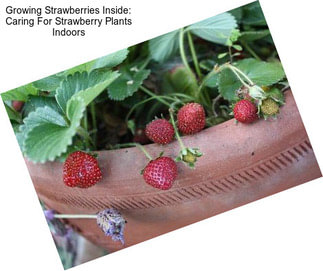 Growing Strawberries Inside: Caring For Strawberry Plants Indoors