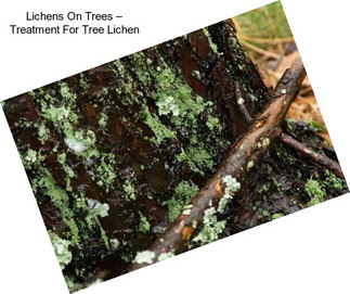 Lichens On Trees – Treatment For Tree Lichen