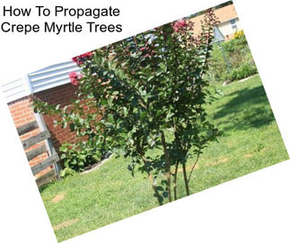 How To Propagate Crepe Myrtle Trees