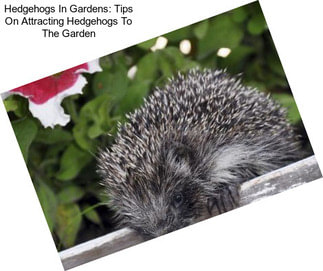 Hedgehogs In Gardens: Tips On Attracting Hedgehogs To The Garden