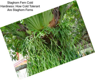 Staghorn Fern Cold Hardiness: How Cold Tolerant Are Staghorn Ferns