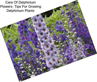 Care Of Delphinium Flowers: Tips For Growing Delphinium Plants