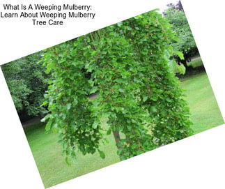 What Is A Weeping Mulberry: Learn About Weeping Mulberry Tree Care