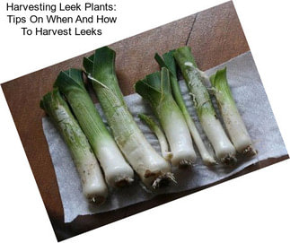 Harvesting Leek Plants: Tips On When And How To Harvest Leeks