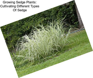 Growing Sedge Plants: Cultivating Different Types Of Sedge