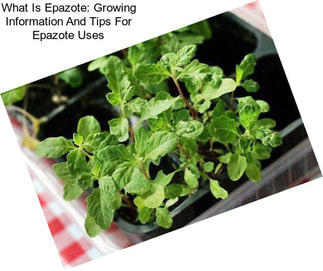 What Is Epazote: Growing Information And Tips For Epazote Uses