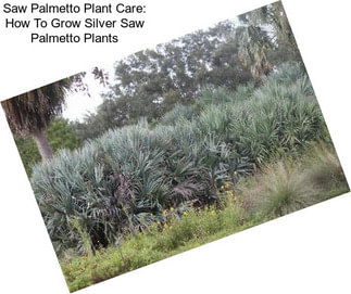 Saw Palmetto Plant Care: How To Grow Silver Saw Palmetto Plants