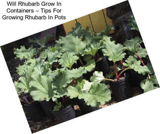 Will Rhubarb Grow In Containers – Tips For Growing Rhubarb In Pots