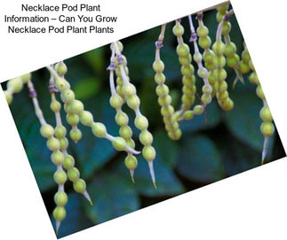 Necklace Pod Plant Information – Can You Grow Necklace Pod Plant Plants