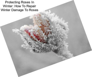 Protecting Roses In Winter: How To Repair Winter Damage To Roses