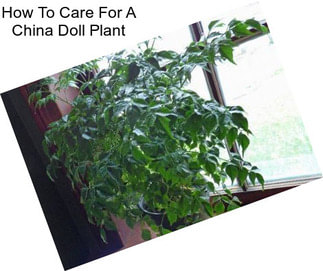 How To Care For A China Doll Plant