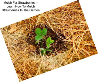 Mulch For Strawberries – Learn How To Mulch Strawberries In The Garden