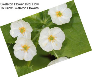 Skeleton Flower Info: How To Grow Skeleton Flowers