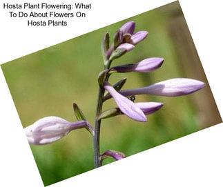Hosta Plant Flowering: What To Do About Flowers On Hosta Plants