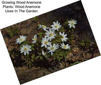 Growing Wood Anemone Plants: Wood Anemone Uses In The Garden