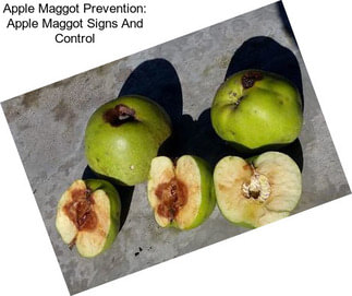 Apple Maggot Prevention: Apple Maggot Signs And Control