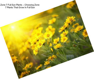 Zone 7 Full Sun Plants – Choosing Zone 7 Plants That Grow In Full Sun