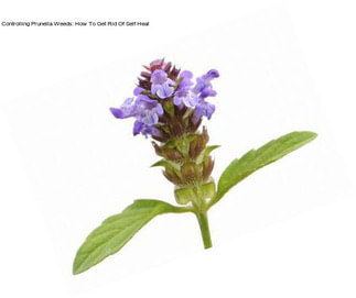 Controlling Prunella Weeds: How To Get Rid Of Self Heal