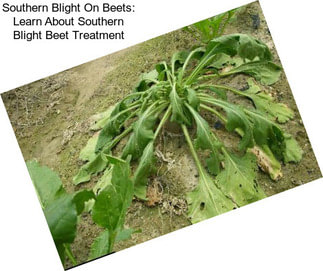 Southern Blight On Beets: Learn About Southern Blight Beet Treatment