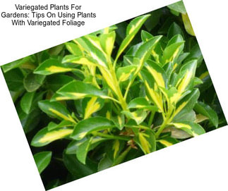 Variegated Plants For Gardens: Tips On Using Plants With Variegated Foliage