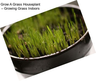 Grow A Grass Houseplant – Growing Grass Indoors