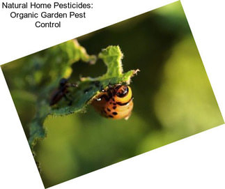 Natural Home Pesticides: Organic Garden Pest Control